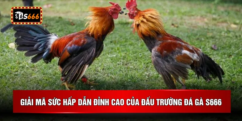 Giải mã sức hấp dẫn đỉnh cao của đấu trường đá gà S666